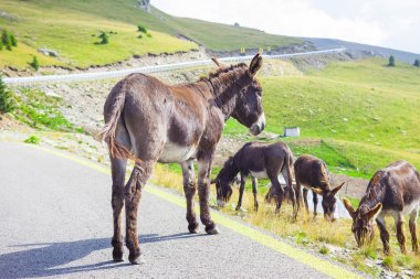 Transalpina, Romanya dağlar yol eşek hayvan