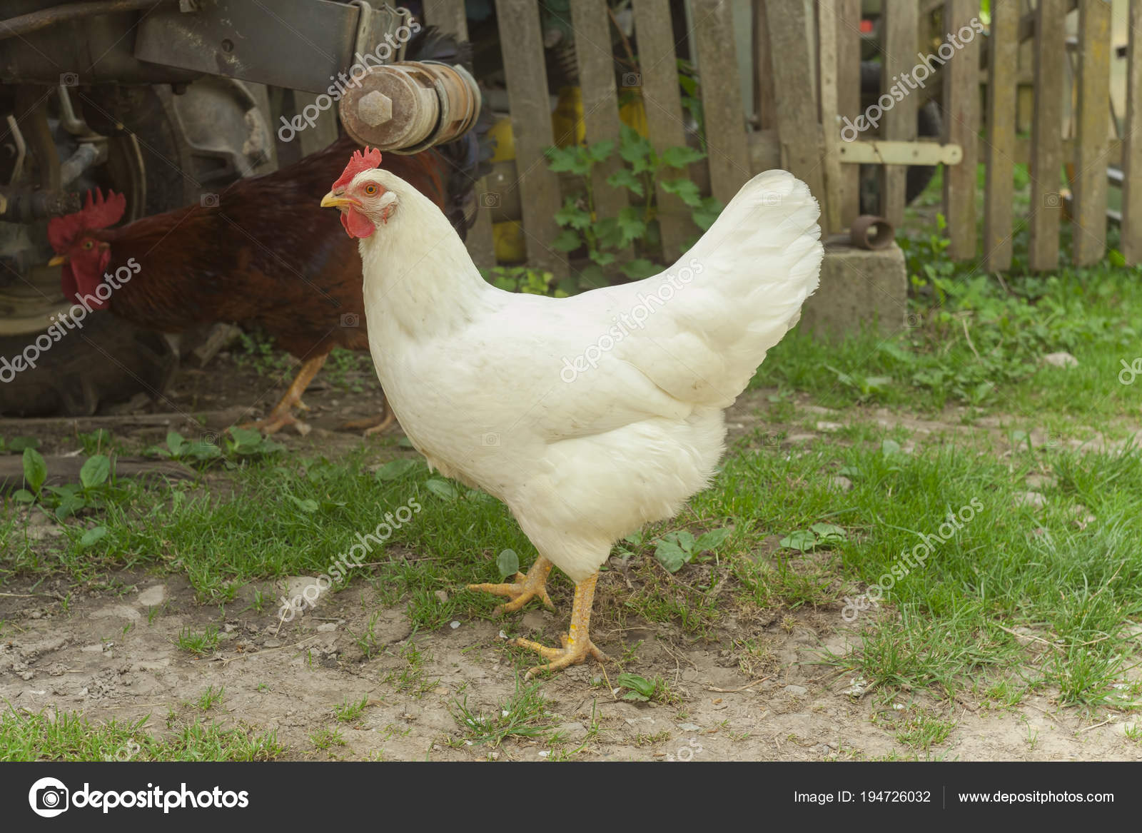 white hen chicken farm stock photo c johny007pandp 194726032 https depositphotos com 194726032 stock photo white hen chicken farm html