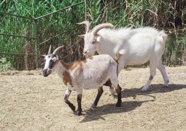 keçi hayvan çiftliğinde