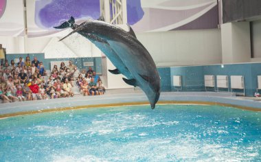 Yunus hayvanlar dolphinarium Arena