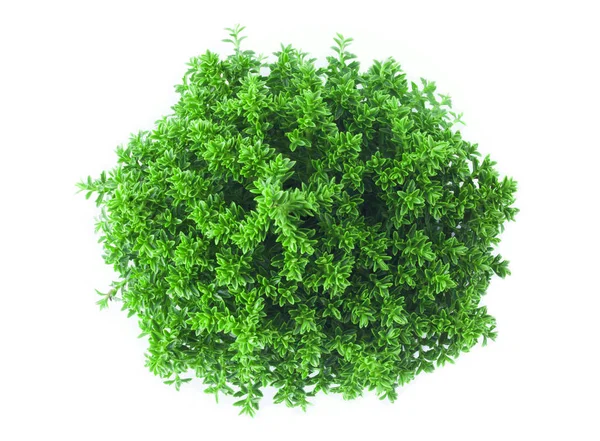 Färsk Grön Växt Eko Koncept Isolerad Vitt — Stockfoto