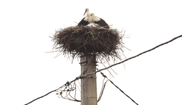 Stork Bird Nest Pole Isolated White — Stock Photo, Image