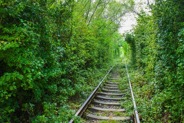 Túnel do amor com a ferrovia na floresta. Caransebes, Roménia — Fotografia de Stock