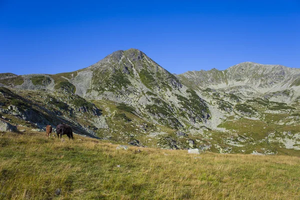 Góry Retezat Dzikie Konie Rumunii — Zdjęcie stockowe