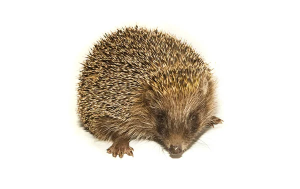 Egel Dier Met Spikes Geïsoleerd Wit Kijken Naar Camera — Stockfoto