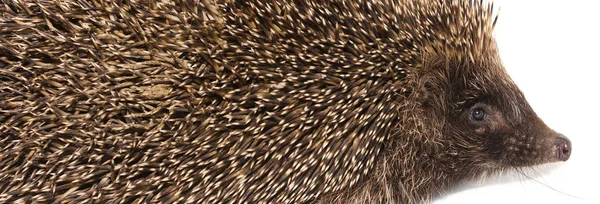 Igel Tier mit Stacheln isoliert auf weißem Hintergrund — Stockfoto