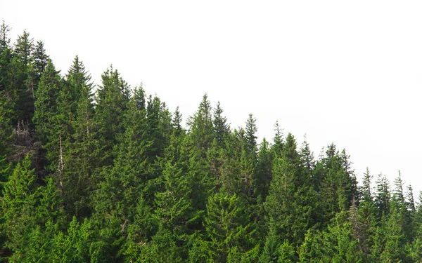 Wald Mit Kiefern Isoliert Auf Weißem Hintergrund — Stockfoto