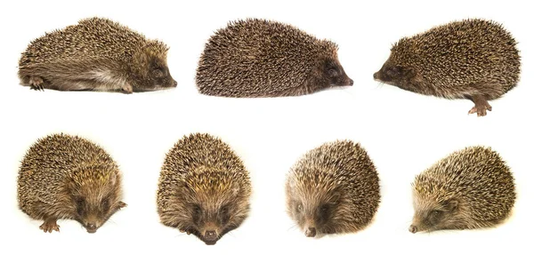 Egel dier met spikes geïsoleerd op witte achtergrond — Stockfoto