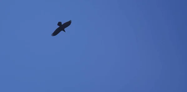 Vogel Fliegt Auf Klaren Blauen Himmel Hintergrund — Stockfoto