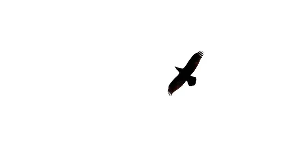 Vogel fliegt auf klaren blauen Himmel Hintergrund — Stockfoto