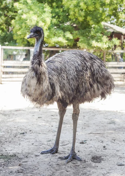 Emu Πουλί Στη Φύση Άγρια Ζωή Royalty Free Φωτογραφίες Αρχείου