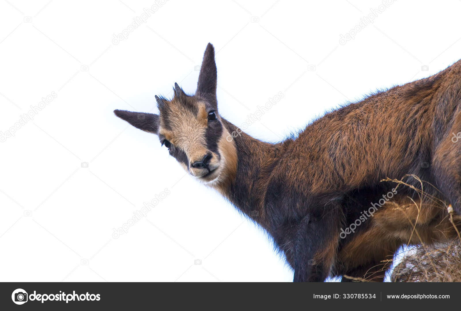 Chamois De Bebe Images Libres De Droit Photos De Chamois De Bebe Depositphotos