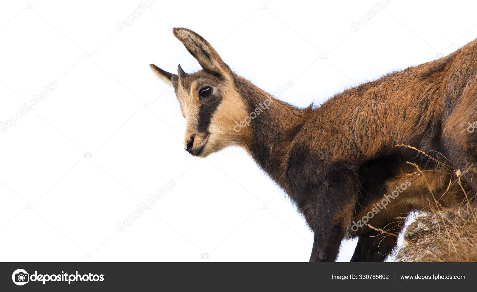 Chamois De Bebe Images Libres De Droit Photos De Chamois De Bebe Depositphotos