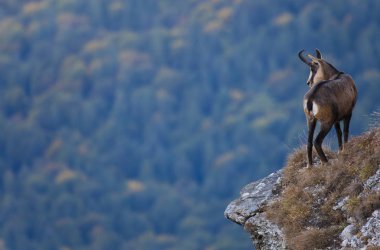 Bulanık orman geçmişine bakan vahşi keçiler.