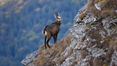 Dağ manzarasında vahşi keçiler aşağıya bakıyor.