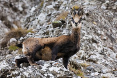 Vahşi ghamois keçisi kameraya bakıyor. Doğadaki kaya arka planı