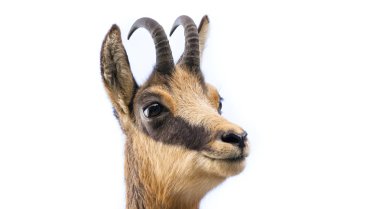 Beyaz arka planda izole edilmiş vahşi keçi başı. portre