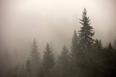 Ormanda sis ve sis. Doğada ağaç görünümü