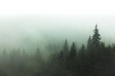 Ormanda sis ve sis. Doğada ağaç görünümü