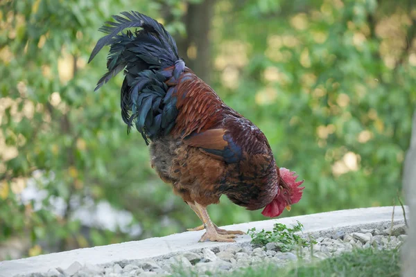 Coq Ferme Oiseau Dans Jardin — Photo