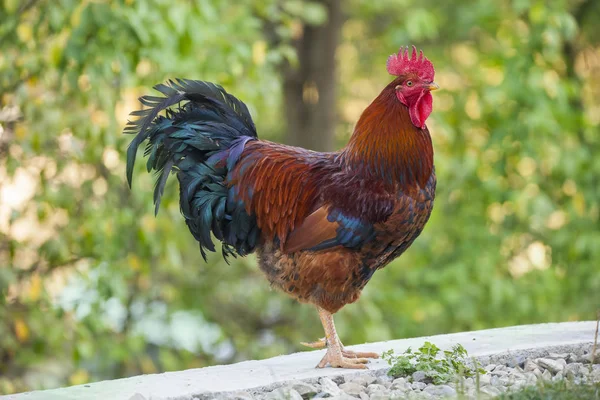 rooster farm bird in the garden