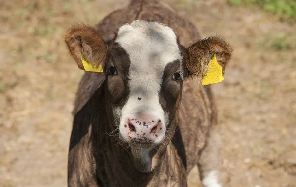 Baby Cow Farm Closeup — Stock Photo, Image