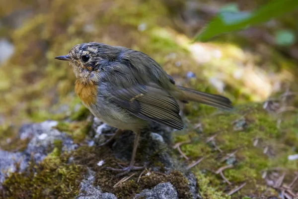 Niedlichen Vogel Der Natur Rotkehlchen Erithacus Rubecula — Stockfoto