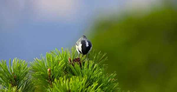 Great Tit Bird Juniper Vegetation — Stock Photo, Image