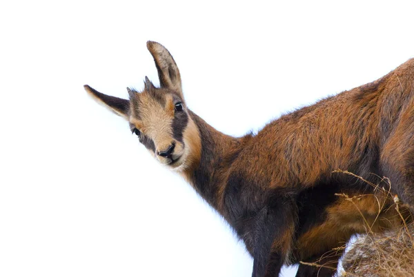 Bébé Chamois Chèvre Isolé Sur Fond Blanc — Photo