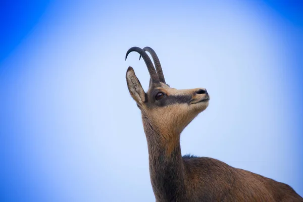 青い空に野生動物のシャモア — ストック写真