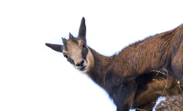 Bebe Chamois Chevre Isole Sur Fond Blanc Image Libre De Droit Par Johny007pandp C