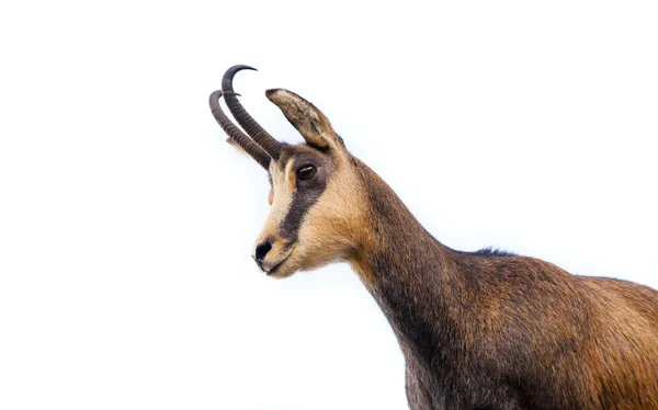 Schöne Gamsziege Isoliert Auf Weißem Hintergrund — Stockfoto