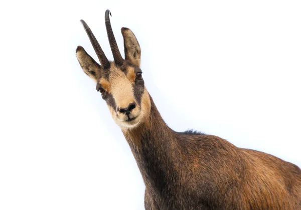 Schöne Gamsziege Die Die Kamera Schaut Isoliert — Stockfoto