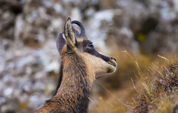 Gämse Wildziege Rumänischen Karpaten Rumänien — Stockfoto