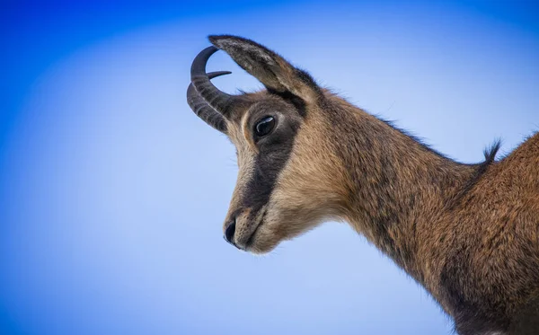 Wildtiere Gämse Ziege Auf Klaren Blauen Himmel — Stockfoto