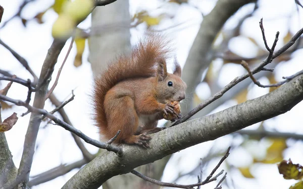 Scoiattolo Animale Mangiare Noce Albero — Foto Stock