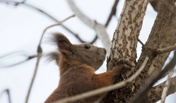 Squirrel Climbing Tree — 스톡 사진