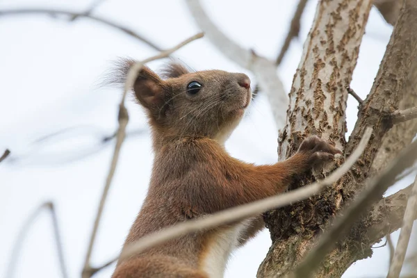 Ardilla Trepando Árbol — Foto de Stock