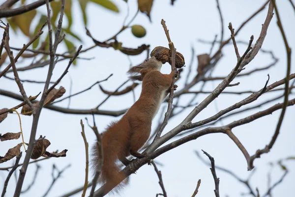 Eichhörnchen Frisst Walnuss Baum — Stockfoto