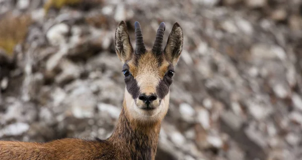 Chamois De Bebe Images Libres De Droit Photos De Chamois De Bebe Depositphotos