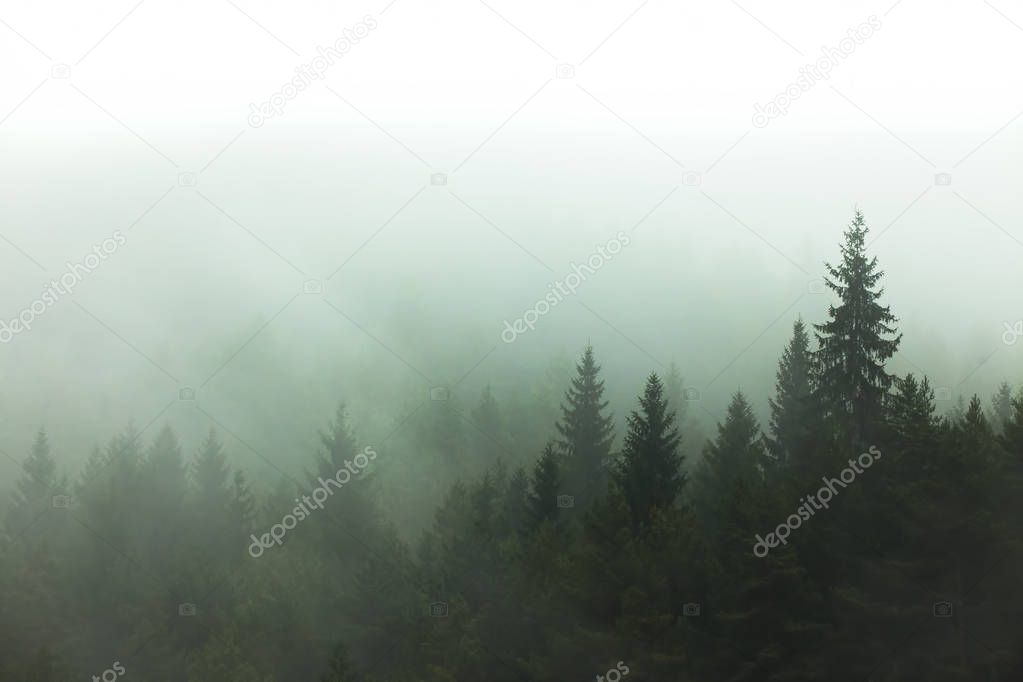 fog and mist in the forest. tree view in nature