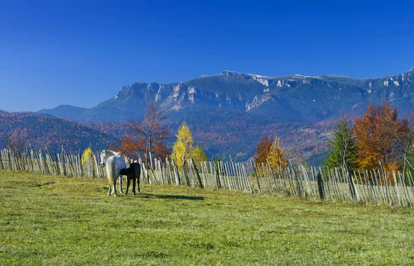 baby horse suckle at mother, autumn scenery in Romania