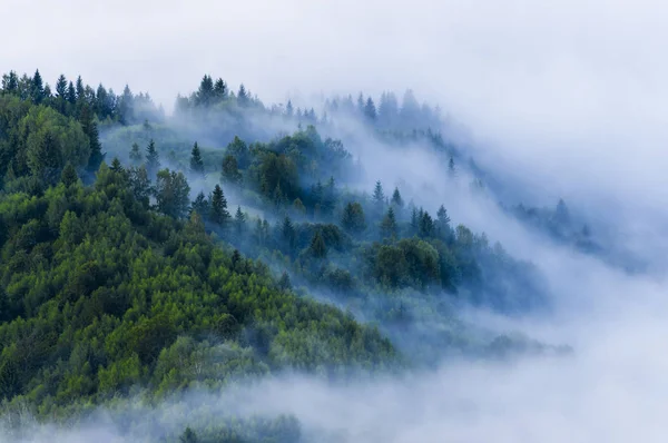 Nebbia Nebbia Nella Foresta Vista Aerea Fresca Mattina Estate — Foto Stock