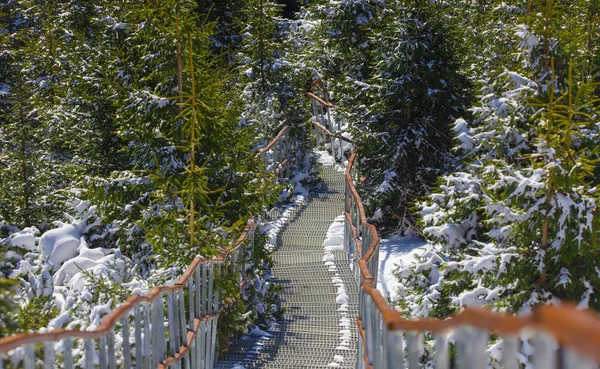 森の階段だルーマニアのシーフラウ山 — ストック写真