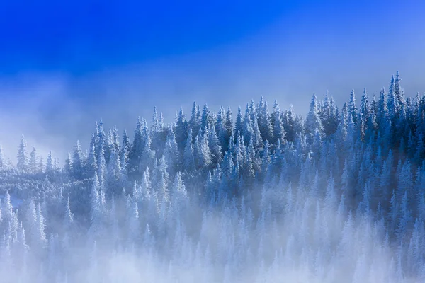 冬季森林和神秘的雾景观 山上的雪景 — 图库照片