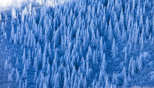 Frozen Forest Texture Background Nature — Stock Photo, Image