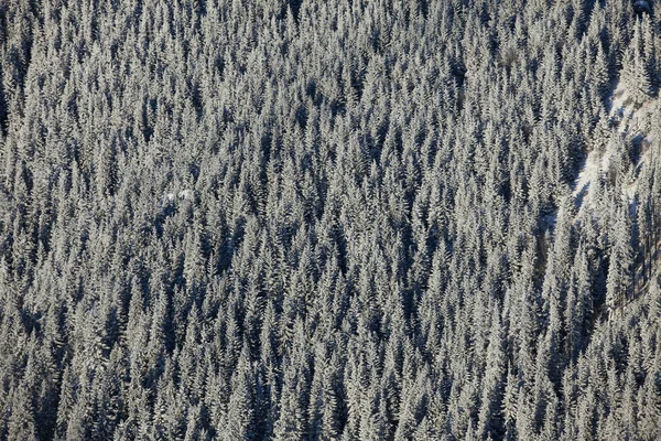 frozen forest texture or background in nature