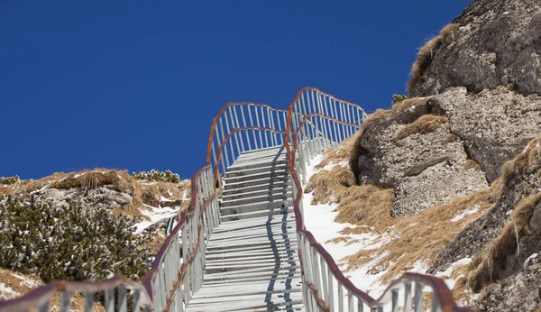 Trappor Skogen Ceahlau Berg Rumänien — Stockfoto