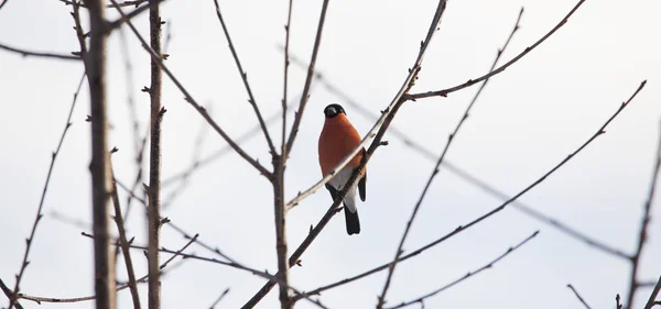 Wild Orange Bird Tree Eurasian Bullfinch — Stock Photo, Image