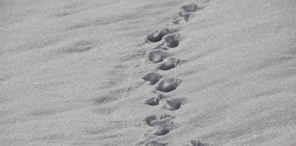 Pegadas Animais Neve Inverno — Fotografia de Stock